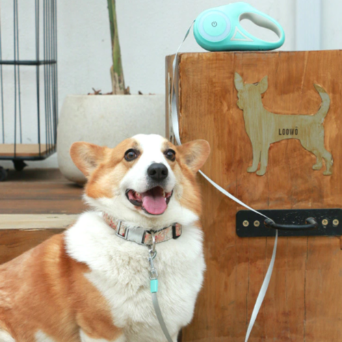 Laisse Rétractable Lumineuse pour Chien